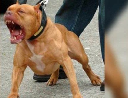 Cães Pitbulls atacam e deixam idosa ferida – DiviNews