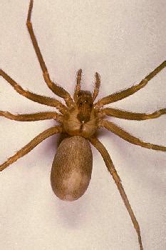 DNR: Entomology: Spiders in Indiana