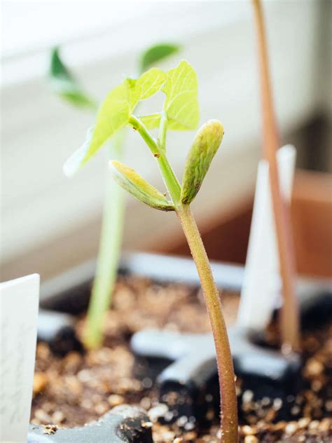 https://gardenbetty.com/how-long-do-seeds-really-last-plus-a-cheat