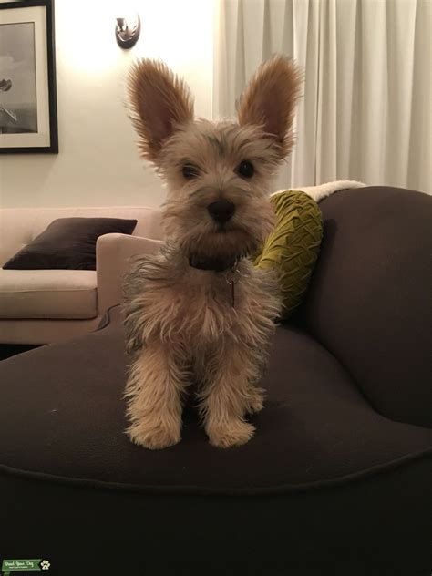 Discover the Best Dog Toy on a Stick: Fun and Safety Combined for Your