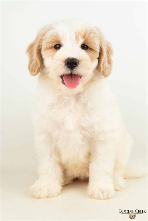 Amelia's Multigen Mini English Goldendoodles — Doodle Creek