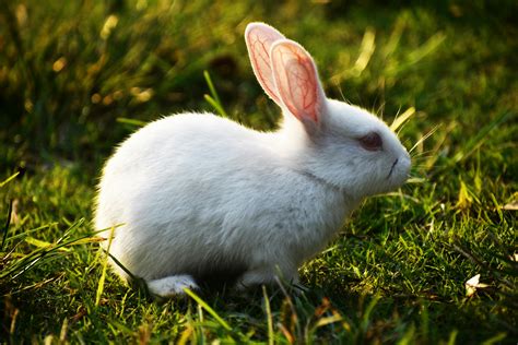 Hare Photos, Download The BEST Free Hare Stock Photos & HD Images