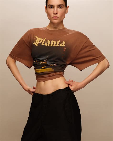 Planta Rosa