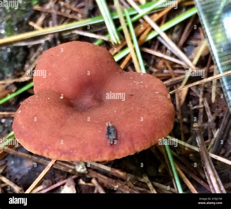 candy cap lactarius rubidus fungi stock photo alamy