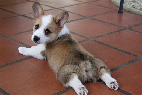 What Is a Sploot? 3 Theories Why Cats & Dogs Do It – Dogster