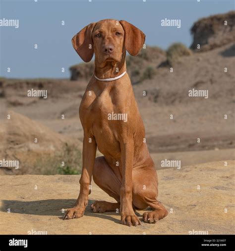 Hungarian Vizsla puppy Stock Photo - Alamy