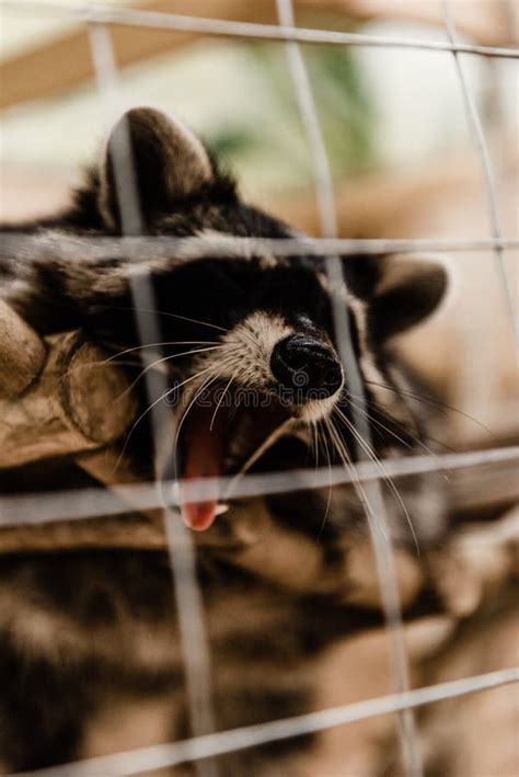 Selective Focus Cute and Fluffy Raccoon Stock Photo - Image of wildlife ...