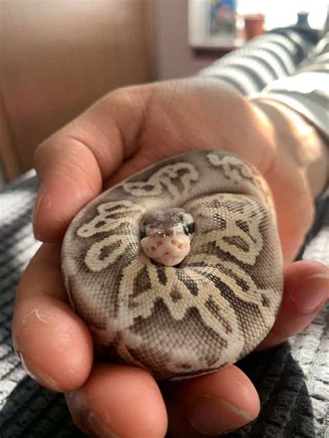 Cinnamon Ball Python: A Complete Morph Guide (With Pictures)