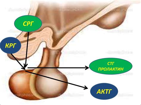 Эндокринная система - презентация онлайн
