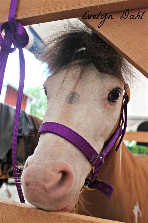 American miniature horse by whiteidiot on DeviantArt