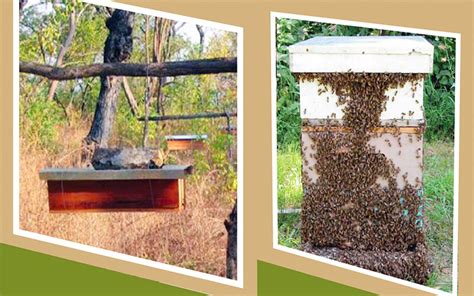 Apiary - National Agricultural Advisory Services