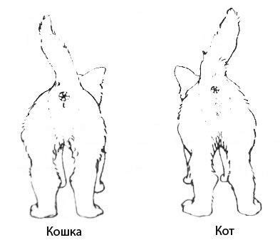 ТОП 11 способов определить пол котенка и важные советы, фото