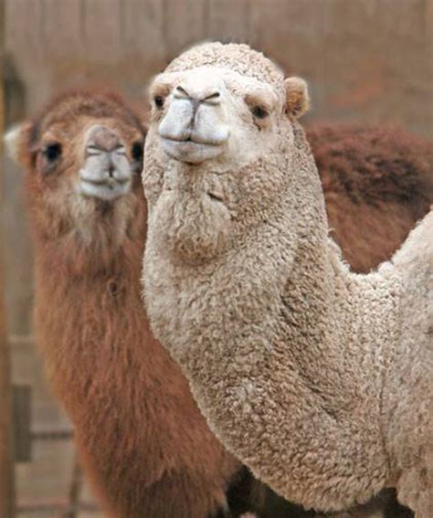 Zoo Blog (8) | The Road to Gettysburg