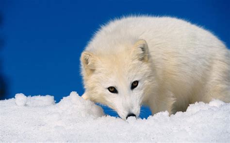 Arctic Fox | The Biggest Animals Kingdom