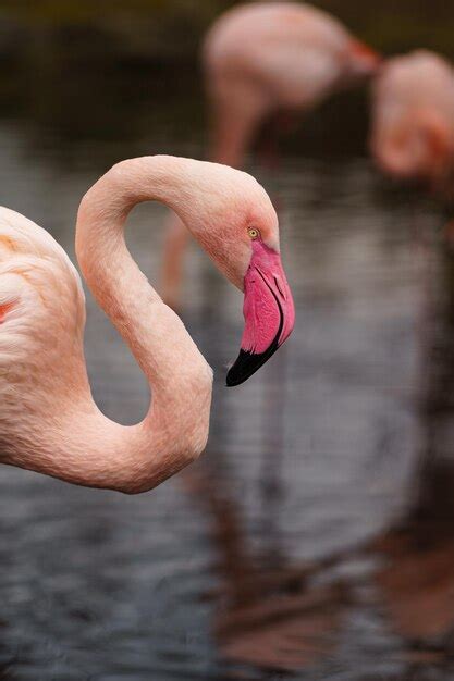 Premium Photo | Greater flamingo