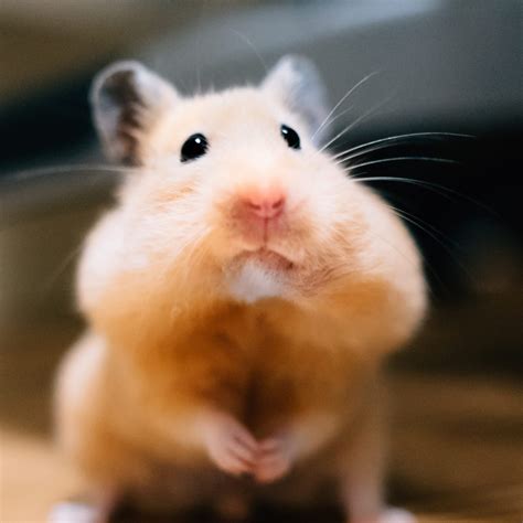 30 Cute Hamster Pictures You Need to See | Funny Hamster Photos
