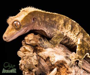 What temperature should a Crested Gecko's habitat be?