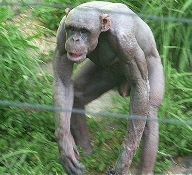 27 Best Chimp Anatomy images | Primates, Chimpanzee, Hairless animals