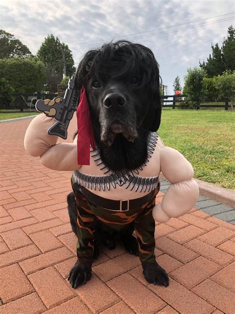 dog gun costume