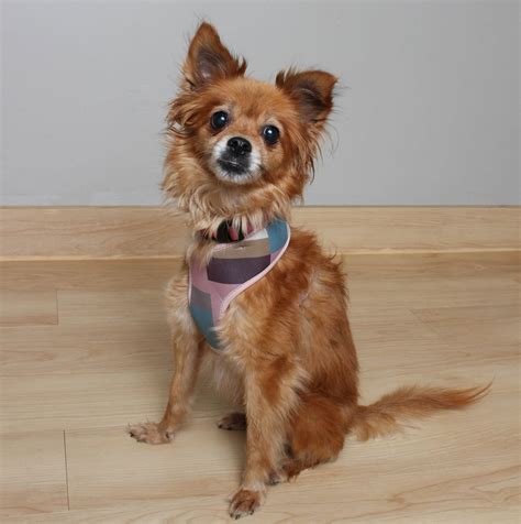 Dog for Adoption - Coconut D220925, a Papillon in Eau Claire, WI