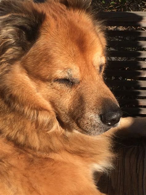 German Shepherd Chow Mix Temperament LULU LONDON