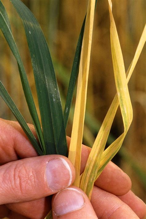 Barley Yellow Dwarf Control – How To Treat Barley With Yellow Dwarf ...