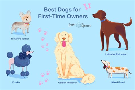 10 Best Dog Breeds for First-Time Owners