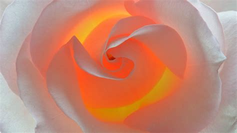 Wallpaper White rose, petals, backlight 1920x1200 HD Picture, Image