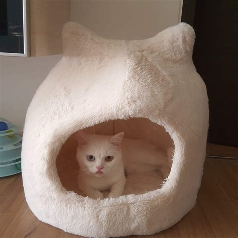 Mlem to enter the cat hut : r/mlem