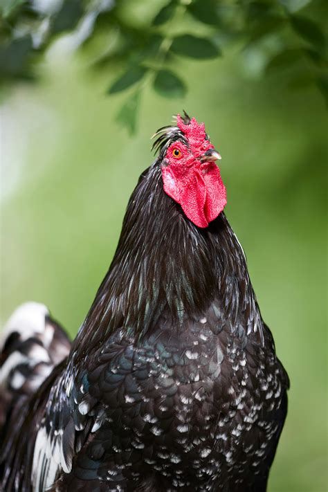 Naked Red Heads Photos, Download The BEST Free Naked Red Heads Stock