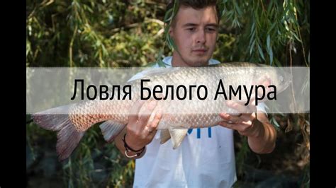 Ловля Карпа и Белого Амура. Прикормка - YouTube