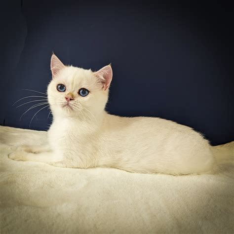 British Shorthair kittens for sale near Minnesota | Browse Available