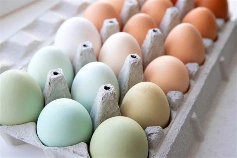 chickens colored eggs