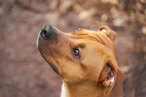 American Pit Bull Terrier Size and Weight Guide