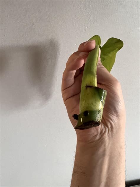Jose buono aerial roots not rooting : r/houseplants