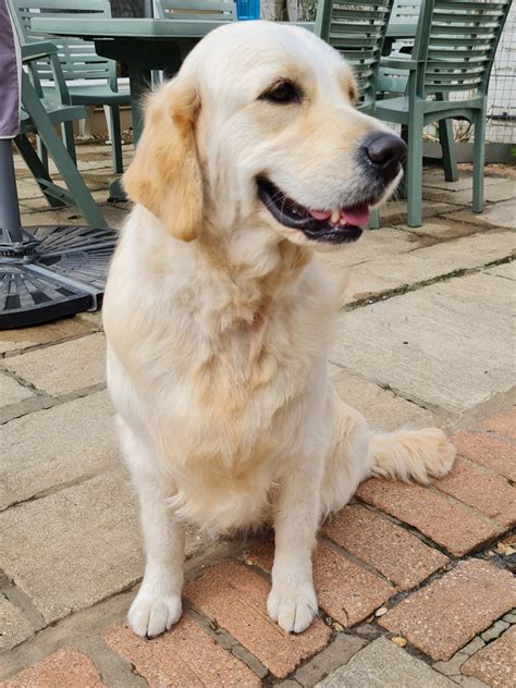 Golden Retriever Grooming | Sunnyoak Golden Retrievers