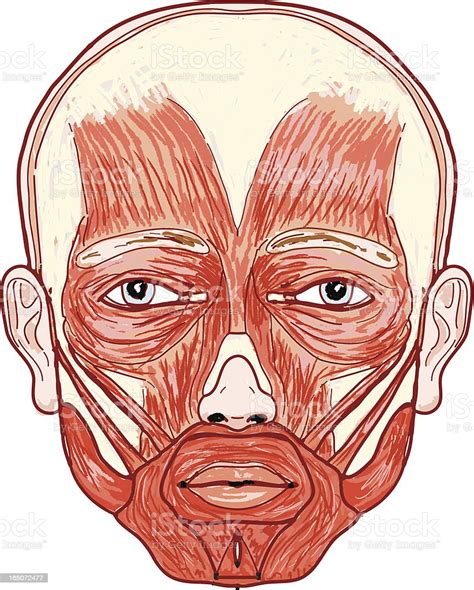 anatomi wajah manusia ilustrasi stok  gambar  berotot