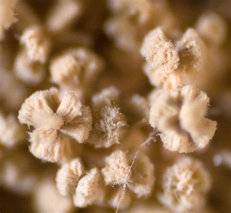 STAAMP Daily Pollen Count