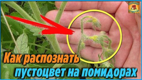 Как при цветении распознать пустоцвет на помидорах. Дачные хитрости и ...