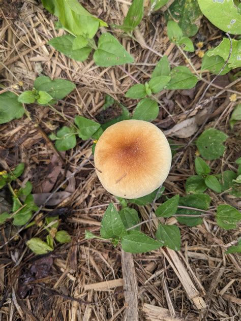 The things you find walking around. : r/shrooms