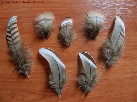 Pin-tailed sandgrouse feathers by Sunny-Ray-Bird on DeviantArt