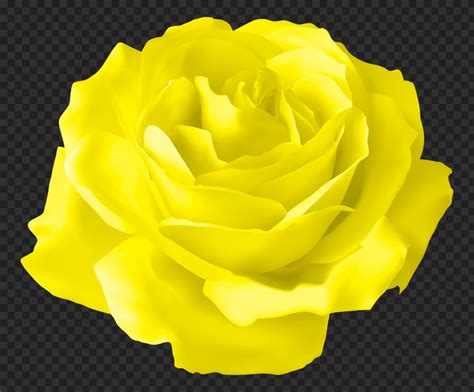 Yellow Vector Illustration Rose Flower HD PNG | Citypng