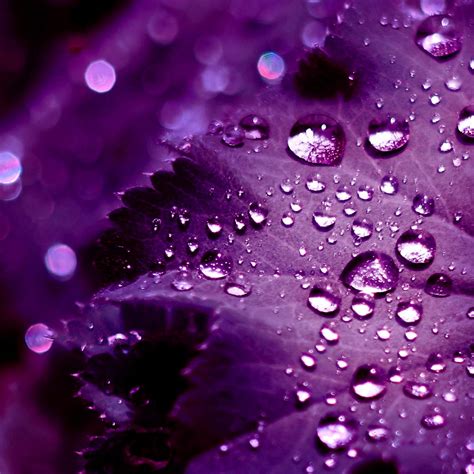 The Meaning of Purple - The Purple Store's Purple Blog