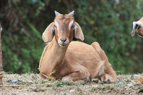 goat animal nature domestic  photo  pixabay