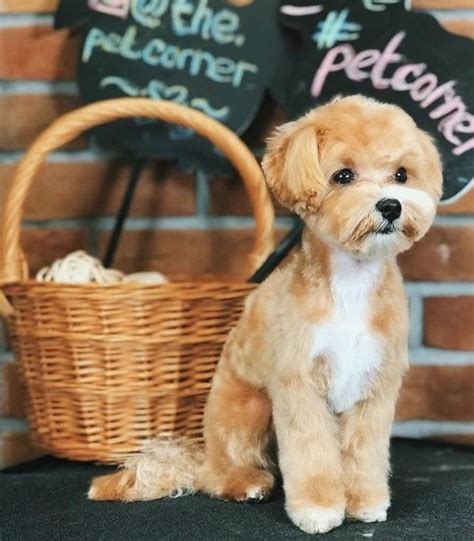 maltipoo haircuts   puppy page   paws maltipoo