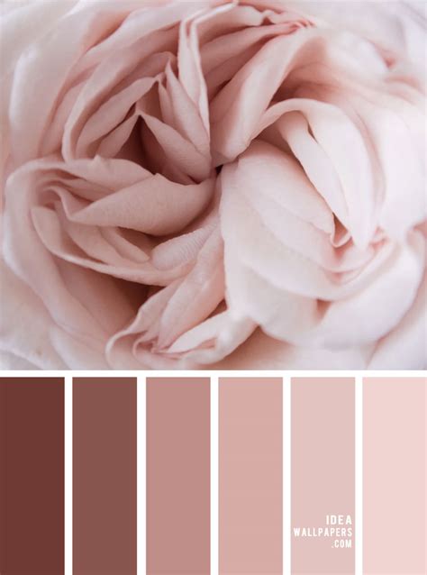 dusty blush color palette  jacqueline sadler blog