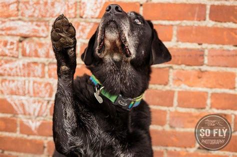 Harmony Canine - 🎉 Harmony Canine Presents: "Talent Show" with Nancy 🎉 ...