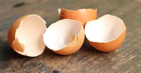Benefícios Da Casca Do Ovo - Casca De Ovo Cozido Como Cozinhar Um Ovo: Receitas E Dicas