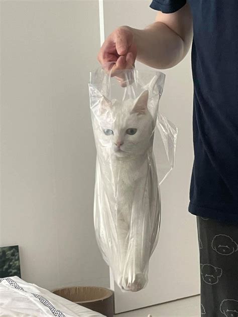 Мемы коты에 있는 핀