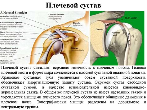 Плечелопаточный периартроз - презентация онлайн